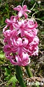 jacinthe rose